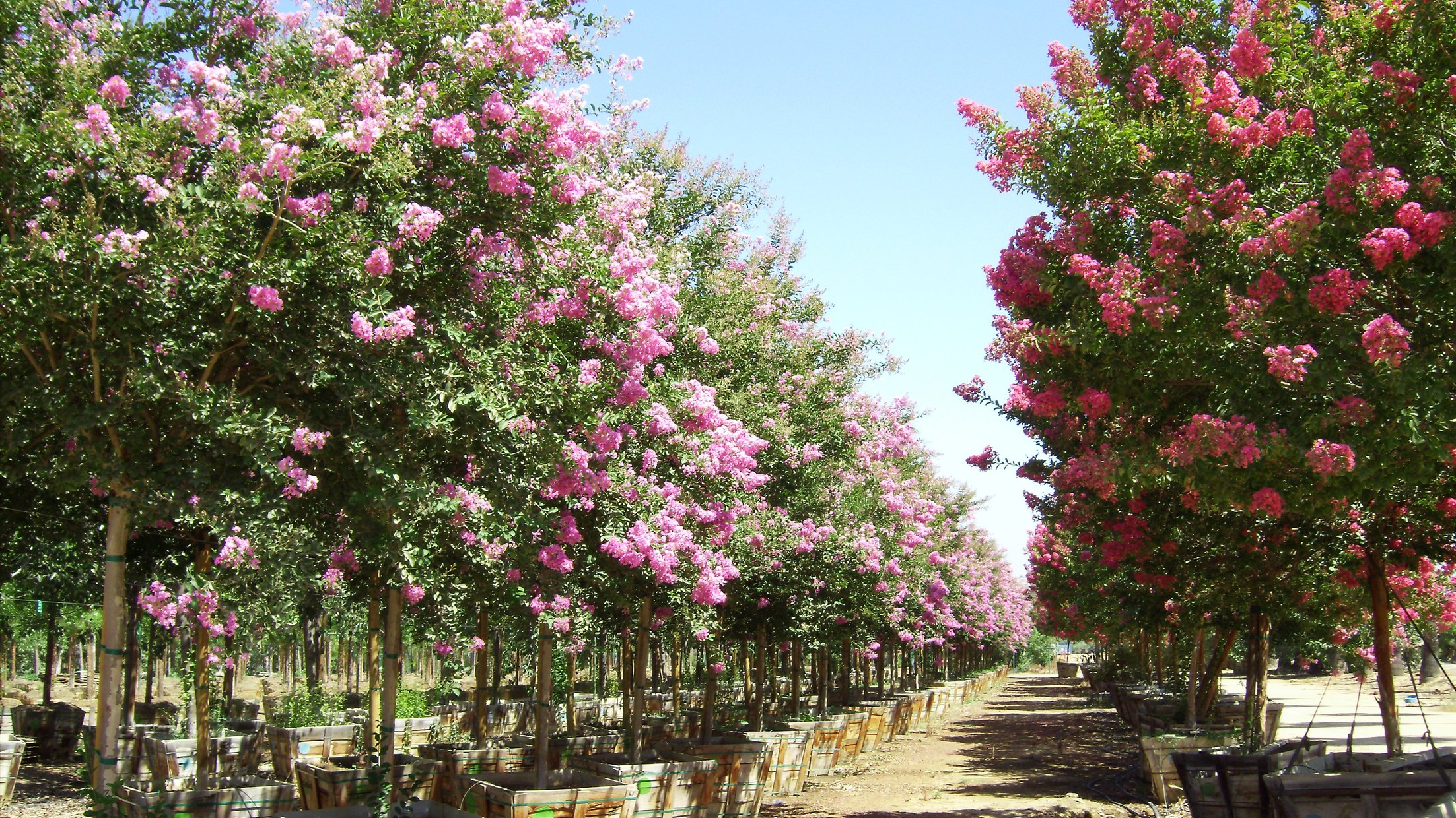 How to Grow a Crape Myrtle in San Diego